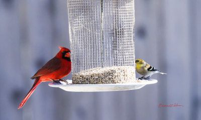 On the dull winter days nature always puts some winter color into your day. Here the Northern Cardinal and the American Goldfinch make the color happen.

An image may be purchased at http://edward-peterson.pixels.com/featured/winter-color-edward-peterson.html