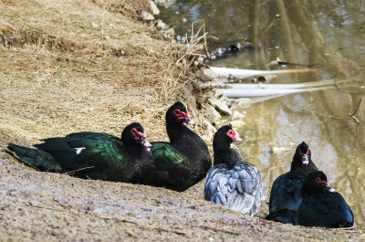 The Muscovy is a tropical America bird but it has been seen in Texas and Florida. They are able to adapts well to cooler climates down to 10 degrees Fahrenheit. I could be wrong but now they have been seen in Omaha, NE. If I am wrong on this please e-mail me.

An image may be purchased at http://edward-peterson.pixels.com/featured/the-muscovy-clan-edward-peterson.html?newartwork=true