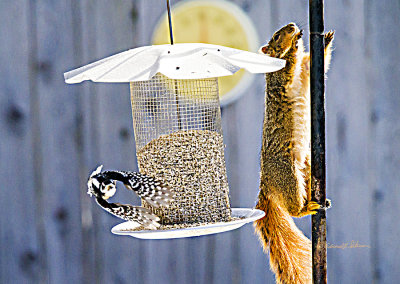 Up the pole goes the Red Squirrel and away from the feeder goes the Downy Woodpecker. The good thing about winter is just putting up a feeding station will provide hours of entertainment. Coming and goings, fights, unusual sightings and just pure joy in watching.

An image may be purchased at http://edward-peterson.pixels.com/featured/downy-woodpecker-and-red-squirrel-edward-peterson.html