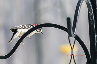 A Downy Woodpecker jumping off the bird feeder. It is amazing how a bird moves about!

An image may be purchased at http://edward-peterson.pixels.com/featured/downy-woodpecker-jumping-off-edward-peterson.html