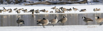 The days are a little warmer as the sun is staying up longer. On the days when the temperature goes higher the ice and snow begin the melt. It won't be long now before spring weather is here. The Canada Geese hanging around the ice melt, waiting for spring.

An image may be purchased at http://edward-peterson.pixels.com/featured/canada-geese-ice-melt-edward-peterson.html?newartwork=true