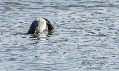 The spring migration is on as uncommon ducks are showing up.  Ducks are classified by the type of activity they do to feed.  Here is a lucky shot of a Lesser Scaup in a dive.  When they decide to dive, they are just gone and where they come up nobody knows.

An image may be purchased at http://edward-peterson.pixels.com/featured/lesser-scaup-in-a-dive-edward-peterson.html?newartwork=true
