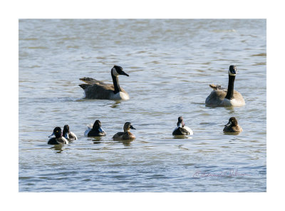 Just in front of the Canada Geese is a Lesser Scaup group. The brown color duck is a Lesser Scaup hen. It is funny how different colored the female and male.

An image may be purchased at http://edward-peterson.pixels.com/featured/lesser-scaup-group-edward-peterson.html?newartwork=true