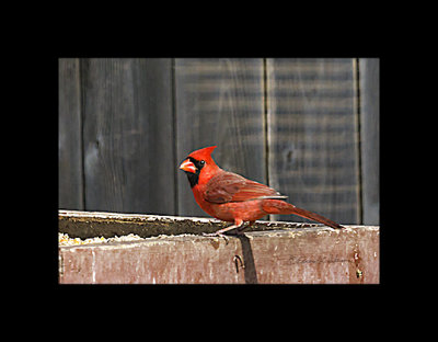You can't have winter without have a Northern Cardinal about. They are the bright color of winter.

An image may be purchased at http://edward-peterson.pixels.com/featured/northern-cardinal-2-edward-peterson.html