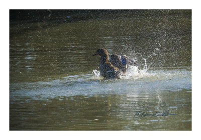 It is mating season and it is bath time for a Mallard! This hen wants to look her best for the season and as you can see the water is a flying! I am sure there are times where you swear this is how your kids took their baths!

An image may be purchased at http://edward-peterson.pixels.com/featured/bath-time-for-a-mallard-edward-peterson.html