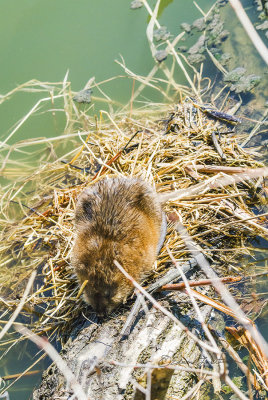 Warming today so went to Heron Haven to see what wildlife was out and about. I have seen a nice making of a nest by the bird blind over my last few visit. When I checked it today there was a muskrat sun bathing on the nest. He just laid there only moving occasionally as he got comfortable. Then I made some noise and he left.

An image may be purchased at http://edward-peterson.pixels.com/featured/muskrat-sun-bathing-edward-peterson.html