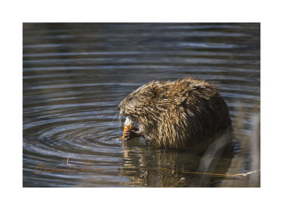 A warm spring day and the Muskrat buffet is opened. It is just neat to watch these rodents move about the water and watching them as they dine.

An image may be purchased at http://edward-peterson.pixels.com/featured/muskrat-buffet-edward-peterson.html?newartwork=true