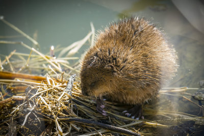 It is always fun to see a Muskrat swimming as they seem to move fast in the water. On this warm spring day this Muskrat swims up to what appears to be a small nest on the shoreline and begins to sun himself. Watched him for some time as he cleaned himself and then he seemed to fluff the nest so he can rest comfortably.

An image may be purchased at http://edward-peterson.pixels.com/featured/muskrat-sunning-edward-peterson.html