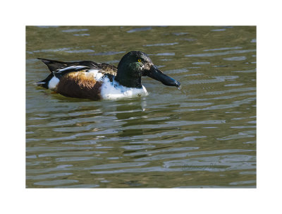 At a quick glance the male Northern Shoveler looks like a male Mallard to me. Only get to see them during their migration.

An image may be purchased at http://edward-peterson.pixels.com/featured/male-norther-shoveler-edward-peterson.html?newartwork=true