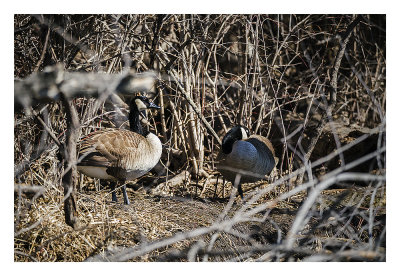 A sure sign of spring is Canada Geese nesting. Here just off the shoreline in the weeds is a pair of Canada Geese. This will be their nesting spot and they have been protecting for the last several days.

An image may be purchased at http://edward-peterson.pixels.com/featured/canada-geese-nesting-edward-peterson.html?newartwork=true