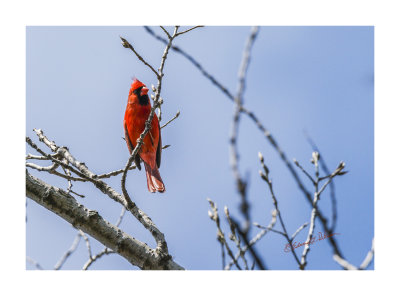 Even in springtime a Norther Cardinal will stand out, especially before the leaves come out. This guy was calling for a mate and it took but a few minutes to find him in the tree top. The tree buds are popping, and the Norther Cardinal are singing for a mate, it must be springtime in the Midwest.

An image may be purchased at http://edward-peterson.pixels.com/featured/northern-cardinal-in-springtime-edward-peterson.html?newartwork=true