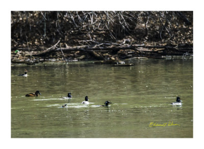 A group of not often seen ducks are taking a brake from their migration to rest up. The Ring-necked Duck and Hooded Merganser are seen. Look closely and there are just the tail feathers on one diving.

An image may be purchased at http://edward-peterson.pixels.com/featured/ring-necked-duck-and-hooded-merganser-edward-peterson.html