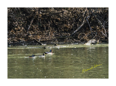 Why do all the colorful ducks swim on the far side of the pond? Here are Ring-necked Duck, Wood Duck and Hooded Merganser are all out swimming together.

An image may be purchased at http://edward-peterson.pixels.com/featured/ring-necked-duck-wood-duck-hooded-merganser-edward-peterson.html