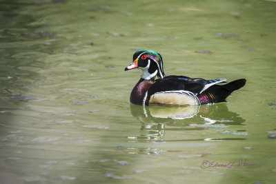 Such a small duck and so many colors! The male Wood Duck really stands out in a crowd. He didn't see me in the bird blind when he took a brief swim in front of me.

An image is available at http://edward-peterson.pixels.com/featured/male-wood-duck-edward-peterson.html?newartwork=true