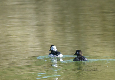 The great thing about spring migration is see unfamiliar birds and ducks. Here is a Bufflehead pair swimming away from me. It would have been nice to see them head on but you take what Mother Nature give you.

An image may be purchased at http://edward-peterson.pixels.com/featured/bufflehead-pair-edward-peterson.html?newartwork=true