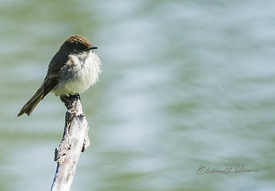 An Eastern Phoebe on a perch right in front of me a little puffed up as it was a cool day.

An image may be purchased at http://edward-peterson.pixels.com/featured/eastern-phoebe-on-a-perch-edward-peterson.html?newartwork=true