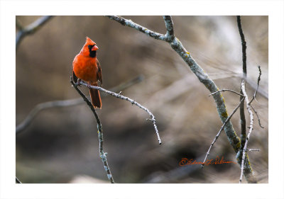This male Northern Cardinal was looking for a partner for this year. It is amazing to me just how loud these guys are when they are calling.

An image may be purchased at http://edward-peterson.pixels.com/featured/northern-cardinal-looking-edward-peterson.html