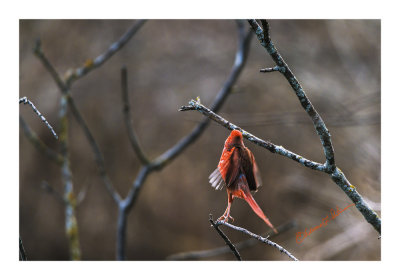 Here is a Northern Cardinal taking flight. It was fun watching him jumping from limb to limb. Hope he finds her!

An image may be purchased at http://edward-peterson.pixels.com/featured/northern-cardinal-taking-flight-edward-peterson.html
