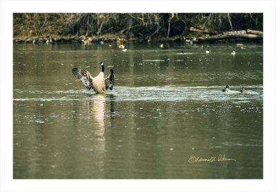 After washing up the Canada Geese will set up and flap their wings to get them dried off. As you can see this little section of Omaha Nebraska has a lot of water fowl about. Mallards, Ringed-necks and Northern Shovelers.

An image may be purchased at http://edward-peterson.pixels.com/featured/canada-geese-wing-flap-edward-peterson.html
