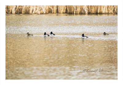 Lots of Ring-necked ducks swimming about Heron Heaven. It is always fun watching a group of them diving. They are there one second and then gone only to pop up at a different location.

An image may be purchased at http://edward-peterson.pixels.com/featured/ring-necked-ducks-swimming-edward-peterson.html
