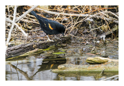 The song of a Red-winged Black bird is always plentiful at a marshy area. Heron Haven is not exception. Here we have a Red-winged Black bird at the water's edge.

An image may be purchased at http://edward-peterson.pixels.com/featured/red-winged-black-bird-at-the-waters-edge-edward-peterson.html