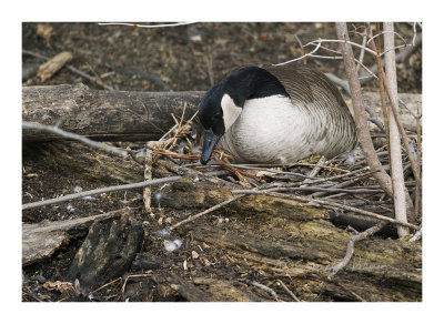 With the Canada goose nesting it won't be long until goslings will be seen swimming between mom and dad.

An image may be purchased at http://edward-peterson.pixels.com/featured/1-canada-goose-nesting-edward-peterson.html?newartwork=true