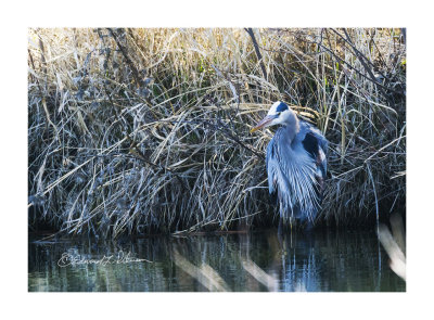 My first sighting of 2018 of a Great Blue Heron in fine plumage, He was a way off in the shadows fishing. I did see him catch one but he was still hungry as he hung around looking for more.

An image may be purchased at http://edward-peterson.pixels.com/featured/great-blue-heron-fine-plumage-edward-peterson.html?newartwork=true