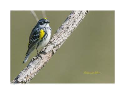 This Yellow-rumped Warbler perched right in front of me. They are small and colorful!

An image may be purchased at http://edward-peterson.pixels.com/featured/yellow-rumped-warbler-perching-edward-peterson.html