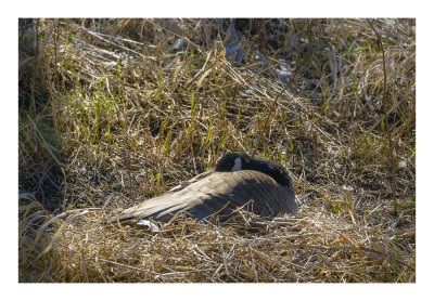 It hasn't seemed like spring this last week but for the Canada Goose nesting it is springtime. At least she has a nesting spot where she can pick up the afternoon sun.

An image may be purchased at http://edward-peterson.pixels.com/featured/canada-goose-nesting-2-edward-peterson.html