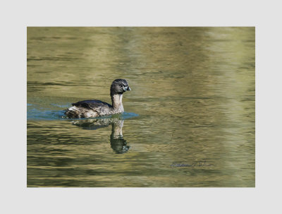 This Pied-billed Grebe swimming seems like he could be a fun pet if he was inclined which he wasn't. Never the less, the guy could create a wake.

An image may be purchased at http://edward-peterson.pixels.com/featured/pied-billed-grebe-swimming-edward-peterson.html