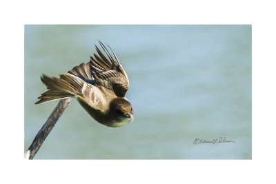 After a few photos this Eastern Phoebe takes off. Apparently, he decided my time with him was up!

An image may be purchased at http://edward-peterson.pixels.com/featured/eastern-phoebe-takes-off-edward-peterson.html