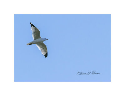 Spring allows an individual to get out and about without freezing. It allows you time to watch Mother Nature. Here is a Ring-billed Gull soaring high in the sky above me. It is always fun to watch them glide in.

An image may be purchased at http://edward-peterson.pixels.com/featured/ring-billed-gull-soaring-edward-peterson.html?newartwork=true