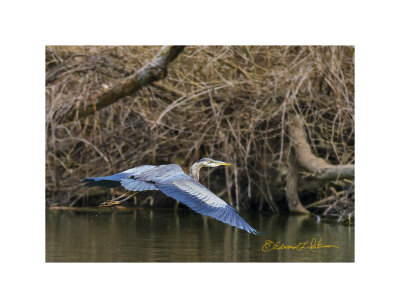 While photographing a Great Blue Heron on the other side of the pond, this Great Blue Heron was inbound to the far side of the pond.  The other Great Blue wasn't doing much so this one provided some excitement for me.

An image may be purchased at http://edward-peterson.pixels.com/featured/great-blue-heron-inbound-edward-peterson.html