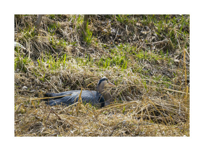 After a day of no fish biting the Great Blue Heron takes a rest in weeds by the pond. This is the first time I have ever seen a Great Blue Heron resting down low. Well it was out of the wind and in the sun.

An image may be purchased at http://edward-peterson.pixels.com/featured/great-blue-heron-takes-a-rest-edward-peterson.html?newartwork=true