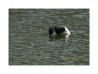 There is one! Where did he go? There he is! One of the fun things about wildlife is watching their activities. It is always fun watching the category of diving ducks and here is a Lesser Scaup diving. Here one minute gone the next!

An image may be purchased at http://edward-peterson.pixels.com/featured/lesser-scaup-diving-edward-peterson.html?newartwork=true