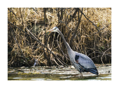 reat Blue Heron fishing on a nice spring day. He made a couple dives but never came up with anything.

An image may be purchased at http://edward-peterson.pixels.com/featured/2-great-blue-heron-fishing-edward-peterson.html