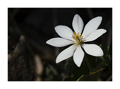 In the early spring, when the sun warms up the ground just a little this perennial will start popping out on the forest floor.While there is plenty of white, yellow and green the plant is named for the color of the roots. As you can see the Bloodroot flower is very pretty and does stand out.

An image may be purchased at http://edward-peterson.pixels.com/featured/bloodroot-flower-edward-peterson.html?newartwork=true