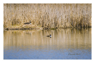 One of the warmer spring afternoons at Heron Haven and everything is calm. Here is a nesting Canada Goose on the far side of the pond and a Hooded Merganser just swimming about on the smooth water. The Hooded Merganser will be leaving after a rest but the Canada Goose will be here until the eggs have hatched. Waiting to see the gosling!

An image may be purchased at http://edward-peterson.pixels.com/featured/spring-afternoon-edward-peterson.html
