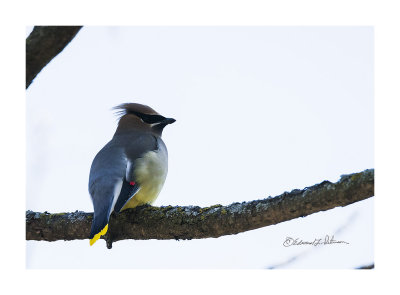 I have always found the Cedar Waxwing to be a very brightly colored bird. They always fly in groups so if you see one, look again because there should be plenty about.

An image may be purchased at http://edward-peterson.pixels.com/featured/cedar-waxwing-in-spring-edward-peterson.html