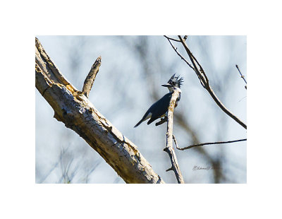 Across the inlet on the pond this Belted Kingfisher perched on a branch surveying his surrounding. I assume he was looking for the best fishing spot. You always hear them before you see them.

An image may be purchased at http://edward-peterson.pixels.com/featured/belted-kingfisher-perched-edward-peterson.html?newartwork=true