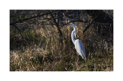 Early evening for this Great Egret.

An image may be purchased at http://edward-peterson.pixels.com/featured/great-egret-evening-edward-peterson.html?newartwork=true