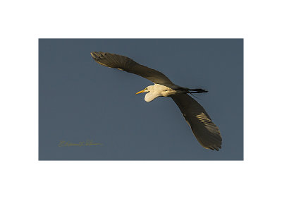Evening flight of a Great Egret is always something to see. Just a little color protruding from a white form really stands out.

An image may be purchased at http://edward-peterson.pixels.com/featured/evening-flight-great-egret-edward-peterson.html?newartwork=true