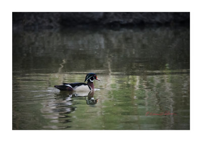 A very overcast day with mist but here was a single male Wood duck swimming by himself in some of the calmer water which allowed for a slight reflection.

An image may be purchased at http://edward-peterson.pixels.com/featured/wood-duck-reflections-edward-peterson.html?newartwork=true