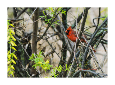 After a winter of eating seed this spring Northern Cardinal is getting some fresh greens from the tree.

An image may be purchased at http://edward-peterson.pixels.com/featured/spring-northern-cardinal-edward-peterson.html?newartwork=true