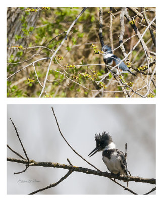 The Belted Kingfishers were out looking for a meal.The top photo is the female and the bottom, the male. They were fishing on opposite sides of the pond.

An image may be purchased at http://edward-peterson.pixels.com/featured/a-pair-of-belted-kingfishers-edward-peterson.html?newartwork=true