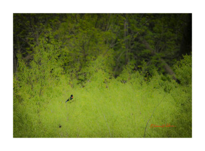 An overcast day and not much going on. Out in the distance is a male Red-winged Black bird singing at the edge of the pond.

An image may be purchased at http://edward-peterson.pixels.com/featured/red-wing-black-bird-song-edward-peterson.html?newartwork=true