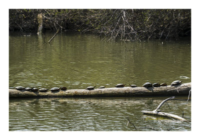 You know spring has arrived when the turtles come out to sun bathe. And actually there were several more about.

An image may be purchased at http://edward-peterson.pixels.com/featured/turtle-row-edward-peterson.html?newartwork=true