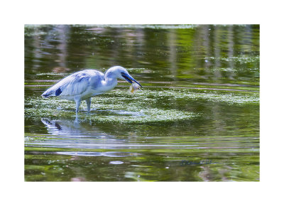 It is my first time seeing a Little Blue Heron up north here in Nebraska. It did take a couple of strikes before he finally caught his meal but he is young and he will get better. As a juvenile he is mostly white but as one can see he is well to getting his blue and maroon feathers. Hope he will hang for the summer so I can see him turn color.

An image may be purchased at http://edward-peterson.pixels.com/featured/little-blue-heron-up-north-edward-peterson.html