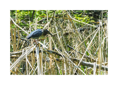 It has been awhile since I have seen a Green Heron at Heron Haven. As I was photographing another heron I saw this one perching in the fallen tree above it. He did come down off his perch but he disappeared into the weeds and I never saw him again.

An image may be purchased at http://edward-peterson.pixels.com/featured/green-heron-perching-edward-peterson.html