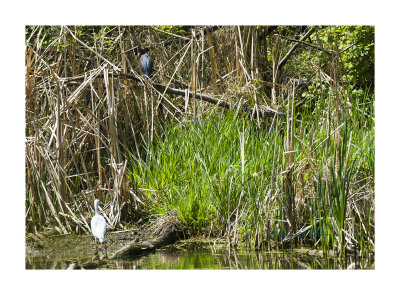 It had been reported that a Little Blue Heron had been sited at Heron Haven, so I went today to check it out. The heron was still there and while I was taking some shots of it I noticed that a Green Heron was up in the trees. Since the Little Blue Heron is north of where it normally is, to see it and another heron together is pretty exciting, for me anyway!